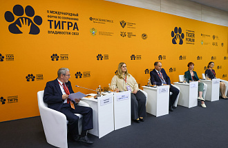 Тигр и наука: изучать, чтобы сохранить