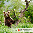 Time4photo: бурые хозяева Кроноцкого заповедника (Камчатка)